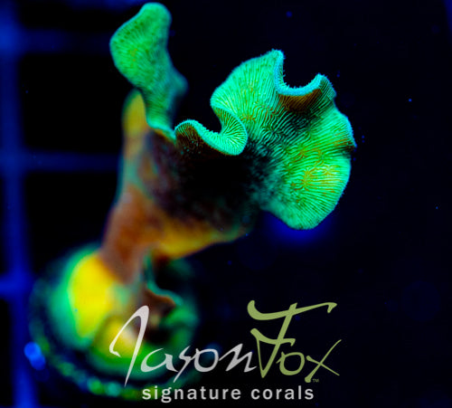 JF JUNGLE GYM BRANCHING LEPTO