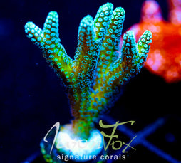 JF ENCHANTED FOREST BN XL FRAG