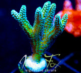 JF ENCHANTED FOREST BN XL FRAG