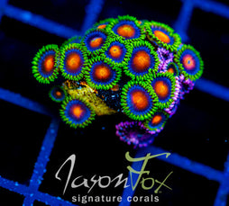 JF DRAGON EYES COMBO