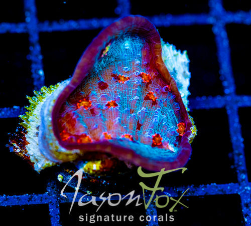 JF RED HELLSPAWN CHALICE