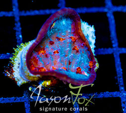 JF RED HELLSPAWN CHALICE