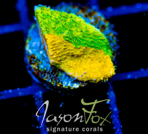 IJAM ECTO COOLER LITHO