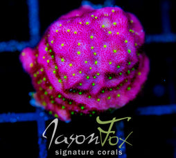 JF TIME WARP PSAMMOCORA