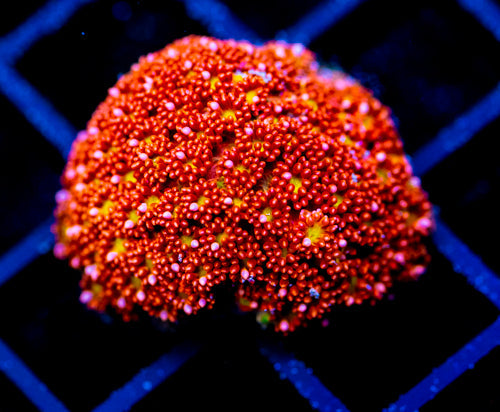 JF KALEIDOSCOPE GONI