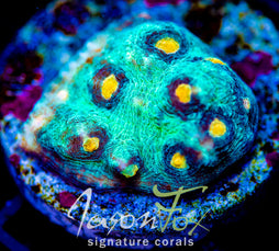 JF SUNNY SIDE CHALICE