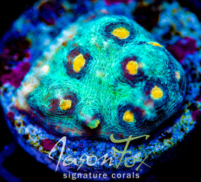 JF SUNNY SIDE CHALICE