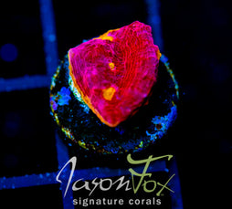 JF FIRE FIGHTER RAINBOW CHALICE