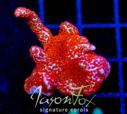 JF SUNTAN DIGI XL FRAG