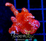 JF SUNTAN DIGI XL FRAG