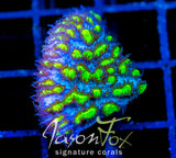 JF BLUEBERRY BLAST HYDNO