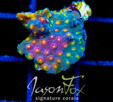 JF BUZZ KILL CYPHASTREA