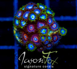 JF SKY BLUES ZOAS COMBO