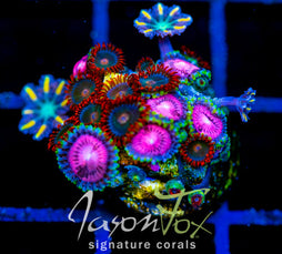 GATORAIDES ZOAS COMBO