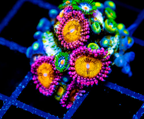 JF STARGAZERS ZOAS COMBO