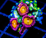JF STARGAZERS ZOAS COMBO