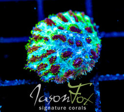 JF MAGIC CARPET HYDNO