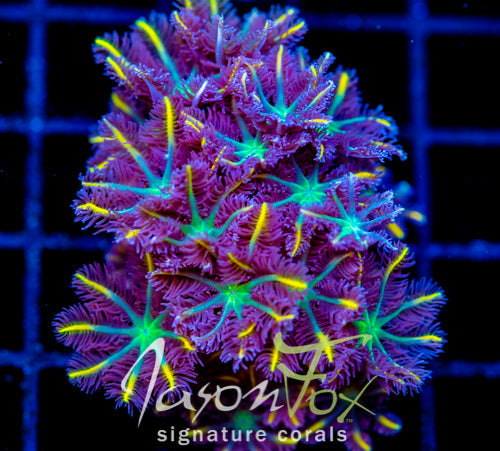 JF YELLOW INFUSED RAINBOW CLOVES  XL FRAG