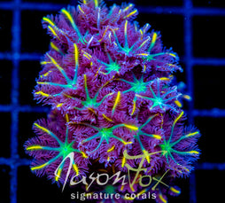 JF YELLOW INFUSED RAINBOW CLOVES  XL FRAG