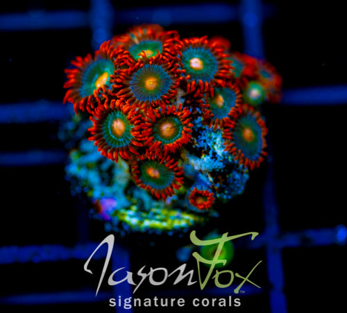 GATORAIDES ZOAS