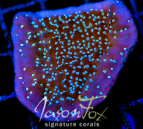 TYREE MONTI UNDATA XL FRAG