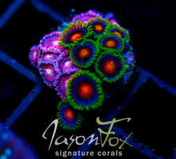 JF BURNING BLOSSOMS COMBO