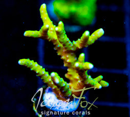 BR GREEN GOBLIN ANACROPORA