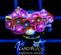 GATORAIDES ZOAS COMBO