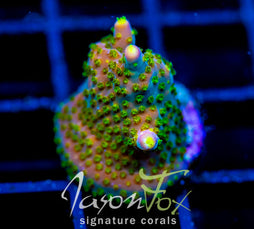 JF DAZZLING MONTAGE ACRO