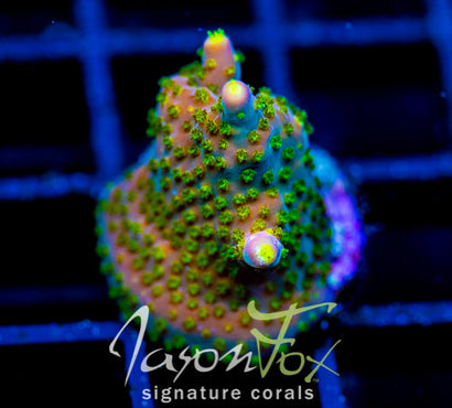 JF DAZZLING MONTAGE ACRO