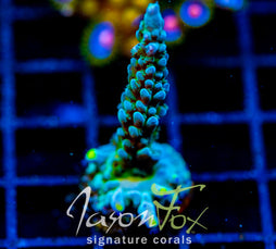 WWC YELLOW TIPS ACRO