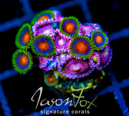 JF BURNING BLOSSOMS COMBO