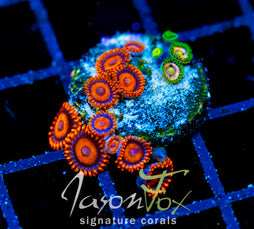 JF MANGO COOLERS COMBO