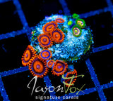 JF MANGO COOLERS COMBO