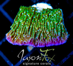 LENG SY PURPLE RIM MONTI