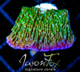 LENG SY PURPLE RIM MONTI