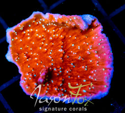 JF SNOW CAP MONTI XL FRAG