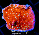 JF SNOW CAP MONTI XL FRAG