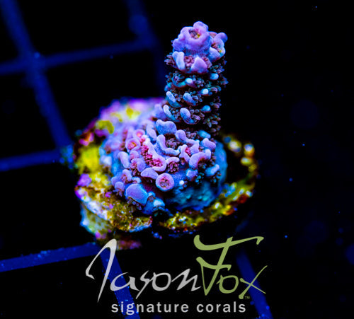 JF PIMPED OUT TENIUS