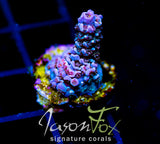 JF PIMPED OUT TENIUS