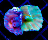 JF GRAFTED HERO TURBINARIA