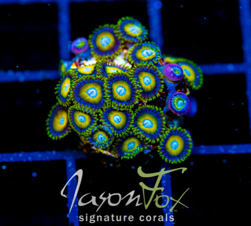 JF AUSSIE SCAMBLED EGG ZOAS