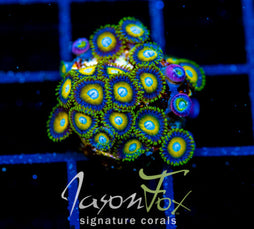 JF AUSSIE SCAMBLED EGG ZOAS