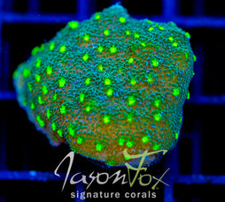 JF LIME TIME ASTREOPORA