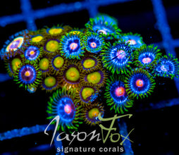 JF SUNFLOWER ZOAS COMBO