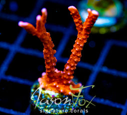 JF FIRESTARTER MONTI HIRSUTA