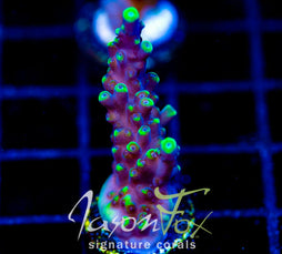 GB EL CANDLEABRA ACRO