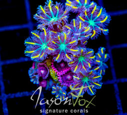 JF YELLOW INFUSED RAINBOW CLOVES COMBO