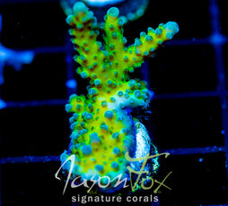 JF FRANKIES SKY HIGH STAG