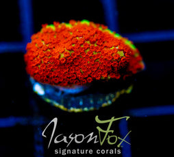 JF REVERSE SUNSET MONTI